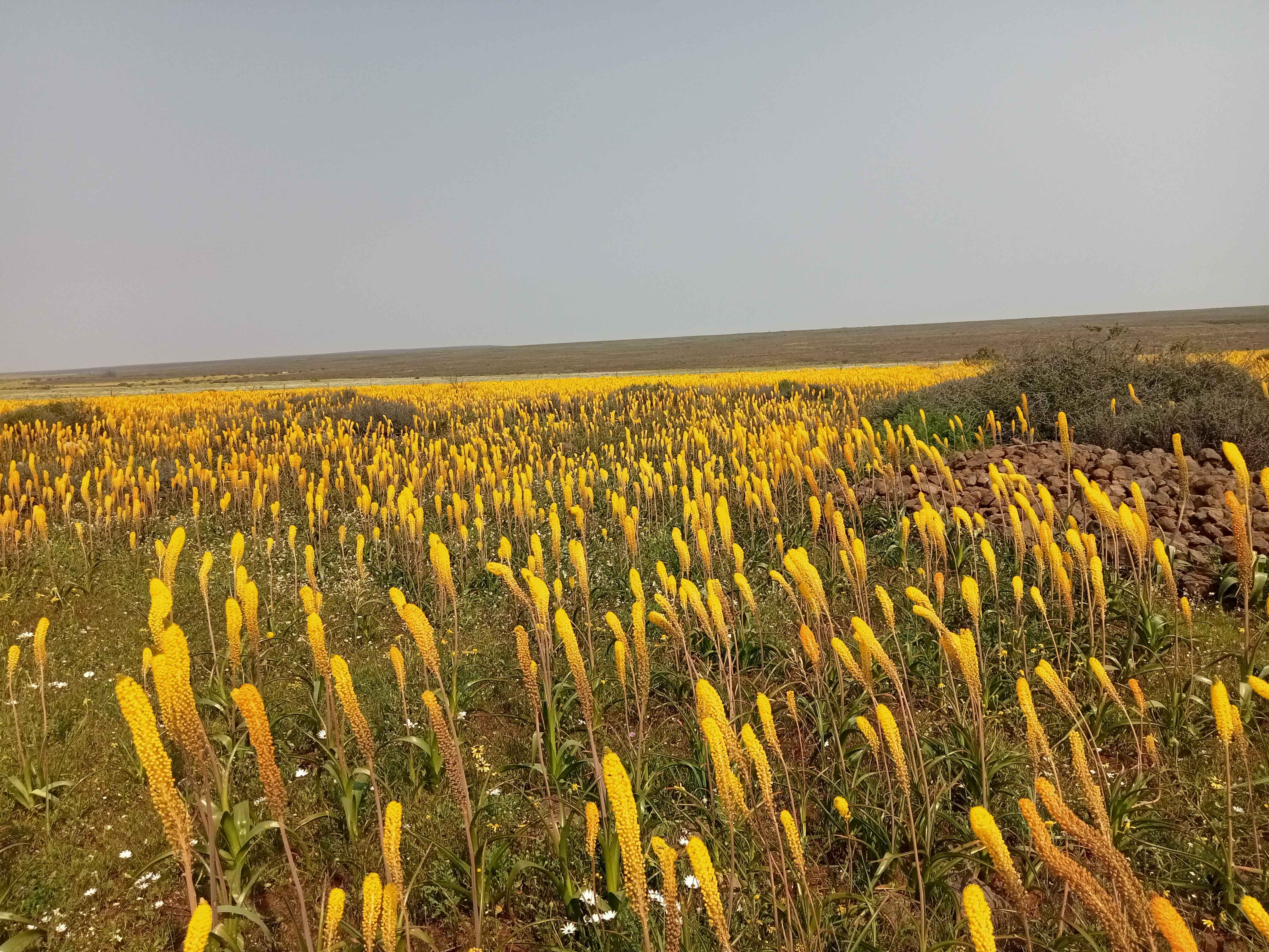 Fields of Bulbinella in Nieuwoudtville Farming Area in the Succulent Karoo